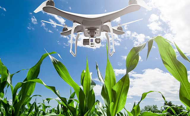 Drone over cornfield