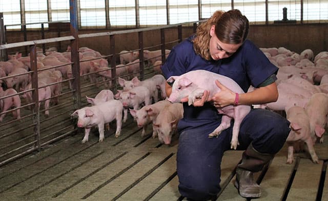 Pig vet